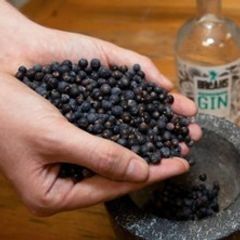 Exklusives Gin-Tasting in Karlsruhe | FSK ab 18 Jahren